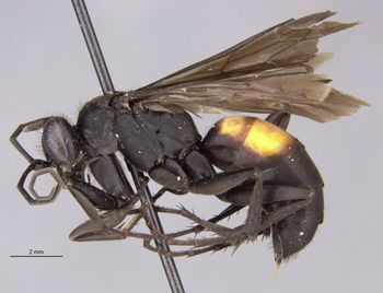 Media type: image;   Entomology 25264 Aspect: habitus lateral view